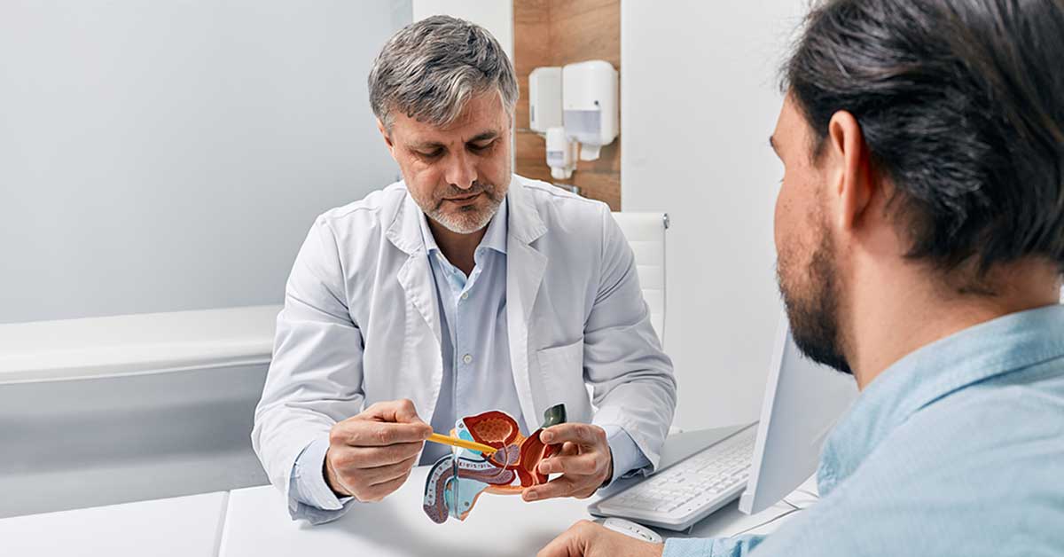 Doctor urologist consulting patient with prostatitis, explaining to him methods of treatment using anatomical model of male reproductive system