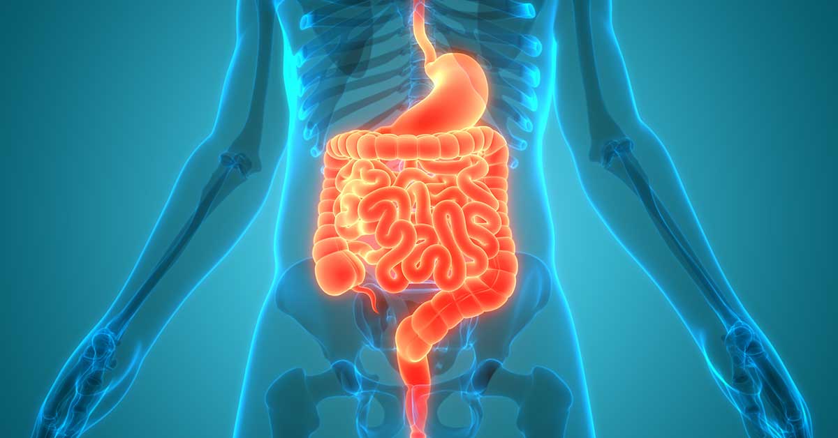 Human Digestive System Anatomy