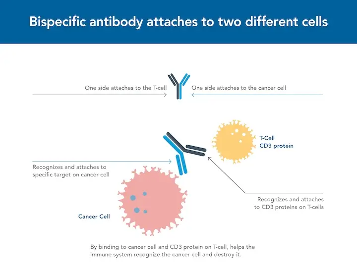 Infographic Bispecific Program diagram